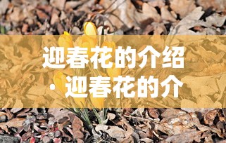 迎春花的介绍 · 迎春花的介绍50字
