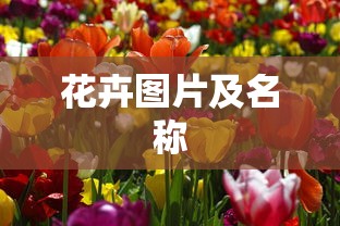 花卉图片及名称