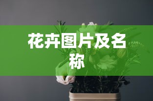 花卉图片及名称