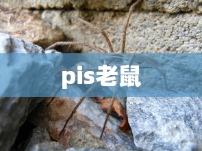 pis老鼠