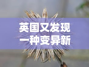 英国又发现一种变异新冠病毒