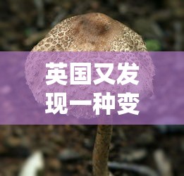 英国又发现一种变异新冠病毒