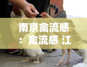 南京禽流感：禽流感 江苏