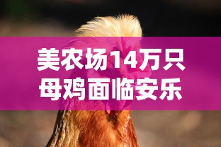 美农场14万只母鸡面临安乐死：美国农场养鸡