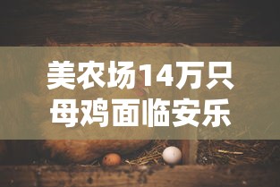 美农场14万只母鸡面临安乐死：美国农场养鸡