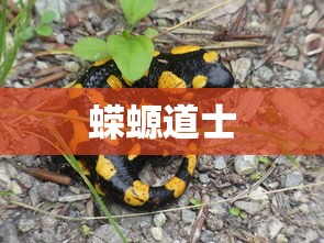 蝾螈道士