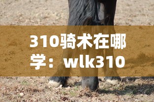 310骑术在哪学：wlk310骑术