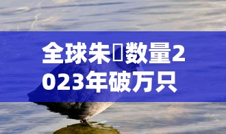 全球朱鹮数量2023年破万只 · 全球有多少只朱鹭