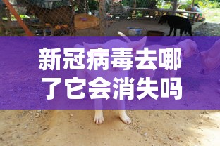 新冠病毒去哪了它会消失吗/新冠病毒在悄悄撤退是真的吗