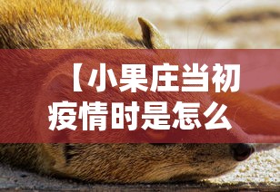 【小果庄当初疫情时是怎么对待动物的 → 小果庄村的动物怎么办】 【小果庄当初疫情时是怎么对待动物的 → 小果庄村的动物怎么办】