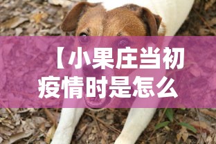 【小果庄当初疫情时是怎么对待动物的 → 小果庄村的动物怎么办】 【小果庄当初疫情时是怎么对待动物的 → 小果庄村的动物怎么办】
