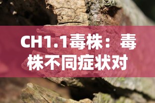 CH1.1毒株：毒株不同症状对照表