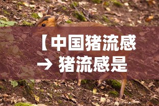 【中国猪流感 → 猪流感是哪年】