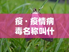 疫 · 疫情病毒名称叫什么